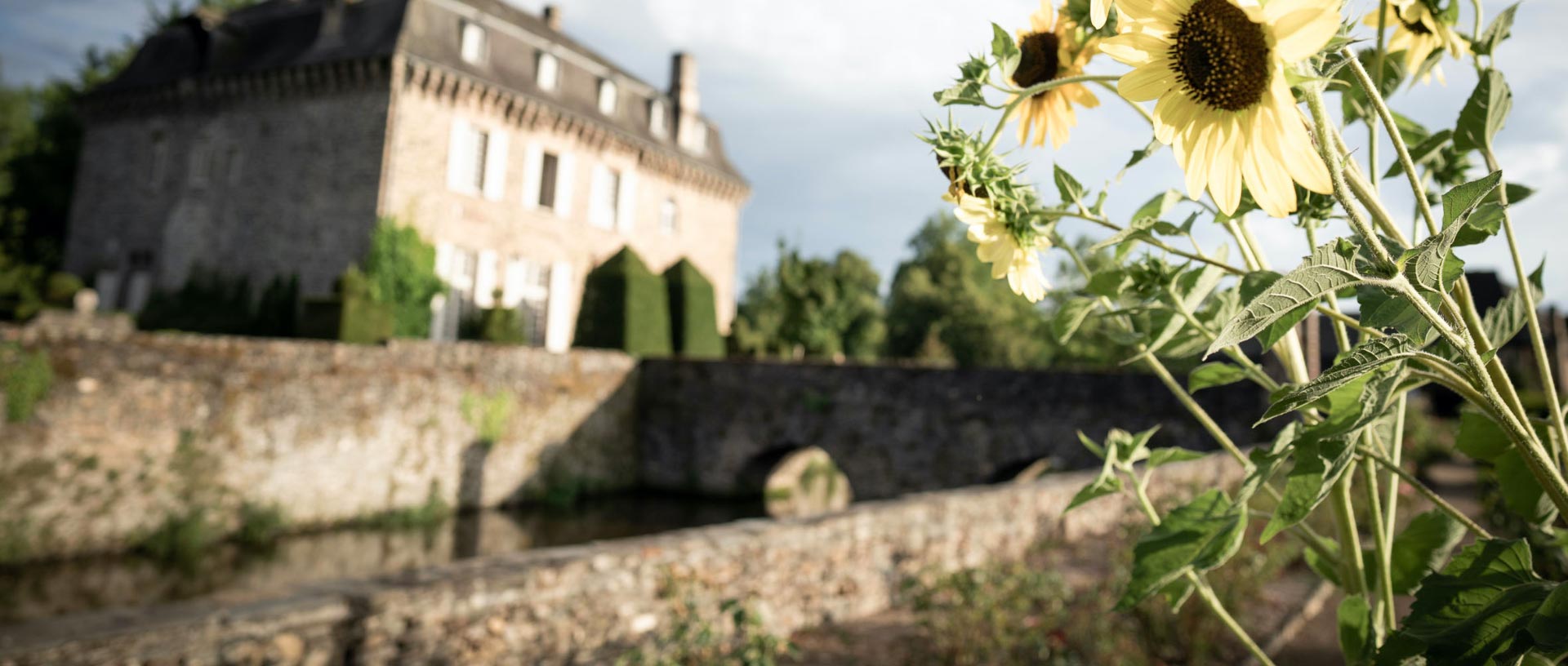 Le saillant tournesol